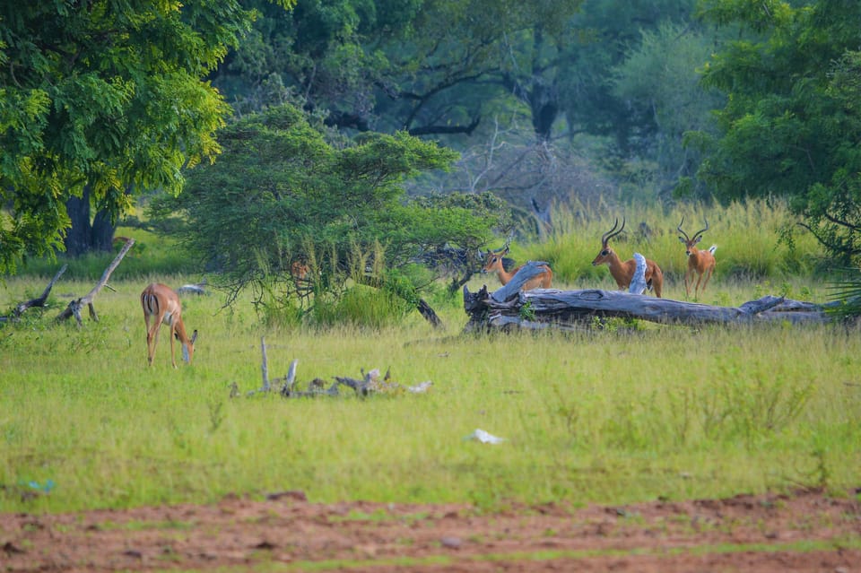Von Arusha aus Tagesausflug zum ArushaNationalpark GetYourGuide