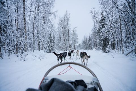 Levi: Tour del Circolo Polare Artico con gli husky
