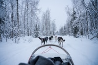Levi Polar Lights Tours, Arctic Circle Guided Husky Tour - Housity