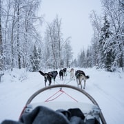 Levi: Geführte Husky-Tour zum Selberfahren