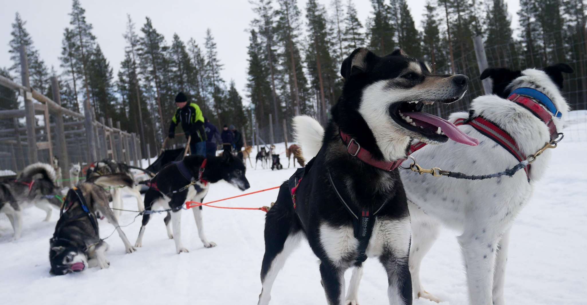 Levi Polar Lights Tours, Arctic Circle Guided Husky Tour - Housity