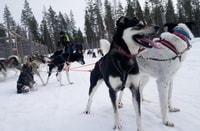 Levi Polar Lights Tours, Arctic Circle Guided Husky Tour - Housity