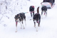 Levi Polar Lights Tours, Arctic Circle Guided Husky Tour - Housity