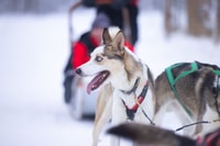 Levi Polar Lights Tours, Arctic Circle Guided Husky Tour - Housity