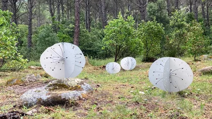 Tempio Pausania: Limbara Museum Organica Tour mit Verkostungen