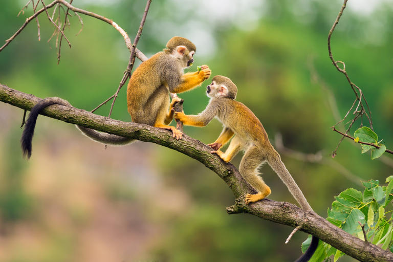 Van Leticia: Amazon Jungle Overnachting bij Tarapoto Lake Tour