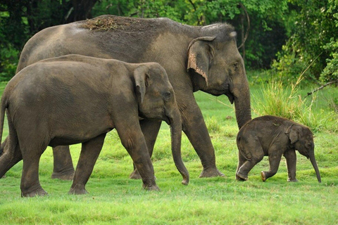 Une expérience de safari très appréciée dans le parc national de Kaudulla