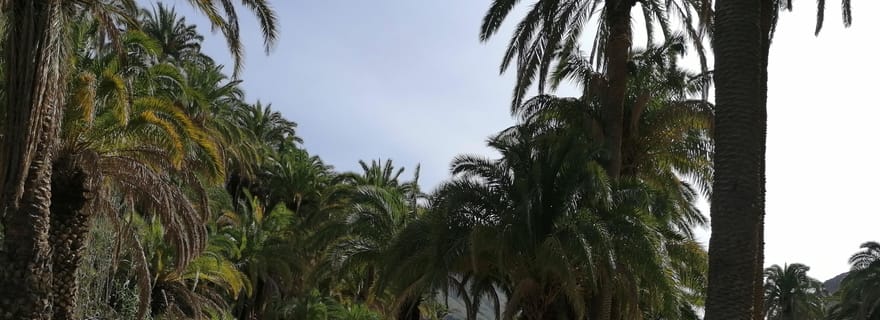 Gran Canaria : Balade à dos de chameau au Camel Safari Park