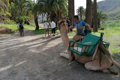 Gran Canaria: Paseo en camello en el Camel Safari Park