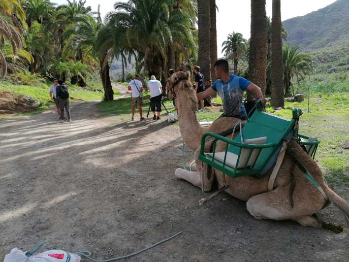 Gran Canaria: Kameltur i Camel Safari Park