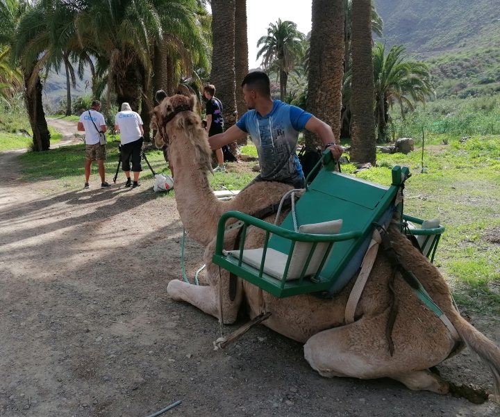 Gran Canaria: Camel Ride at Camel Safari Park