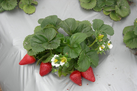 Monterey County Salinas Valley Farm Tour