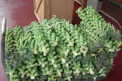 Monterey County Salinas Valley Farm Tour
