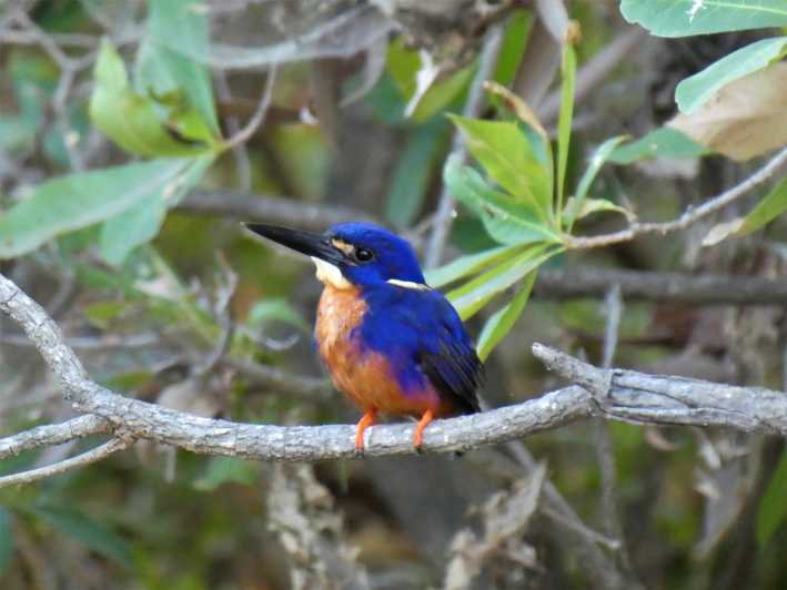 Shining-blue Kingfisher | lupon.gov.ph