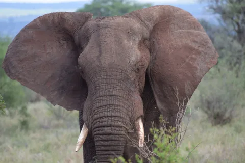 Tour di un giorno allo Tsavo Est da Malindi
