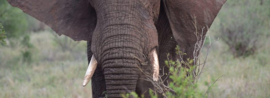 Excursion d'une journée à Tsavo East au départ de Malindi