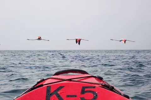 Kayak Dune Day