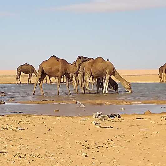 From Hammamet : Sahara Tour we 3 days and 2 nights