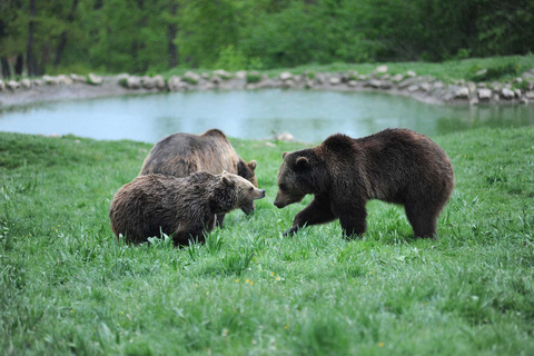 Från Bukarest: Libeartys björnreservat och Draculas slottBukarest: Dagstur: Libearty Sanctuary och Draculas slott