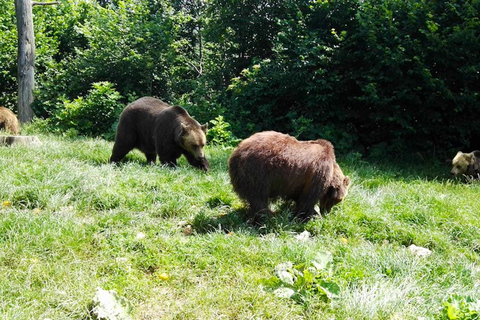 Boekarest: Dagtrip Libearty Sanctuary en Dracula's Castle