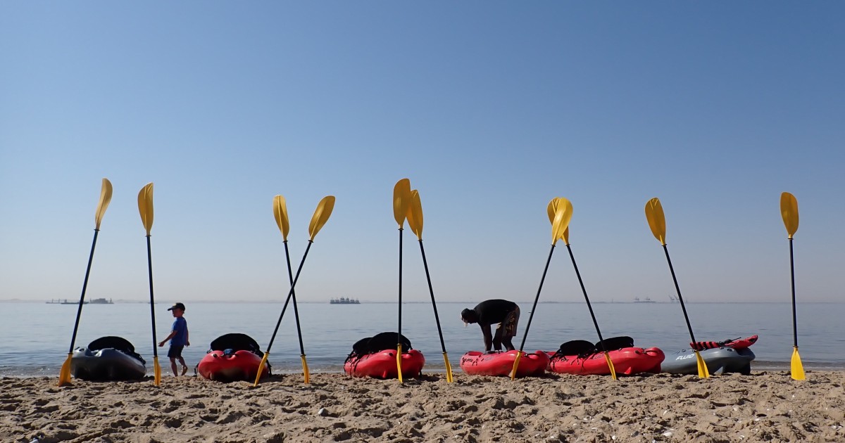 Pelican Point: Kayak with Seals Experience | GetYourGuide
