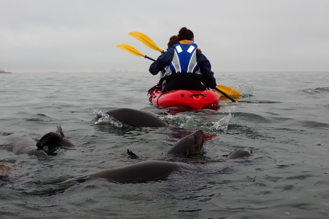 Pelican Point: ervaring met kajakken met zeehonden