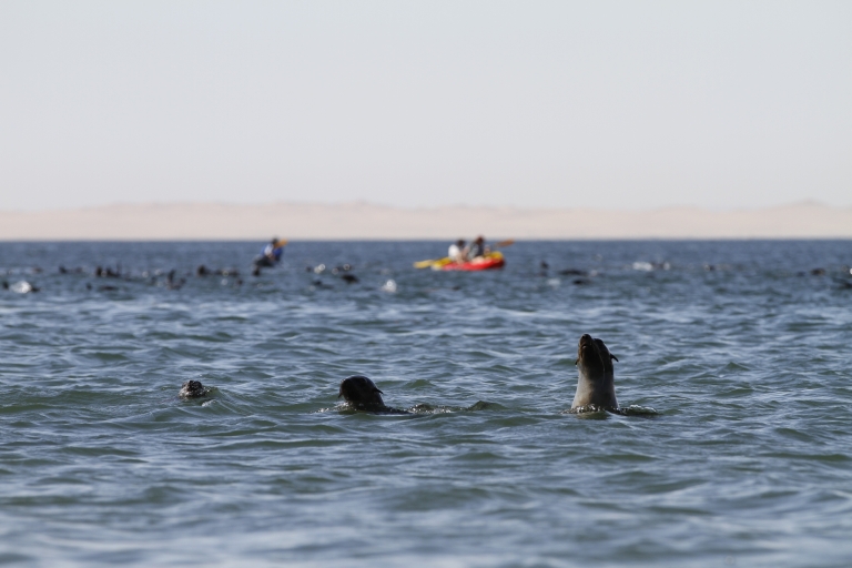 Pelican Point: ervaring met kajakken met zeehonden