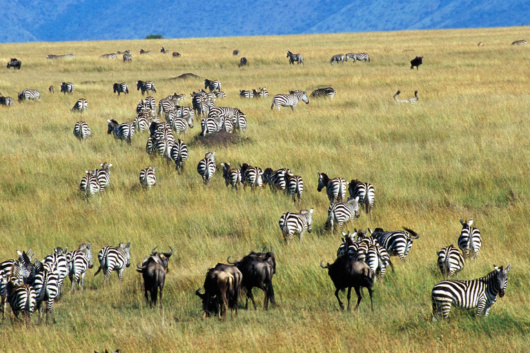 From Nairobi: Maasai Mara 3Day Budget Safari Holiday on JeepFrom Nairobi: Maasai Mara 3-Day Budget Safari Holiday