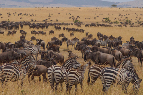 From Nairobi: Maasai Mara 3Day Budget Safari Holiday on JeepFrom Nairobi: Maasai Mara 3-Day Budget Safari Holiday