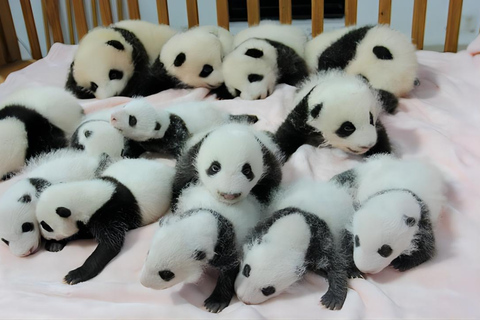 Excursion d&#039;une journée à la base de pandas de Chengdu et au bouddha géant de LeshanVisite privée de la base de pandas de Chengdu et du Bouddha de Leshan