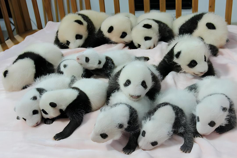 Excursion d&#039;une journée à la base de pandas de Chengdu et au bouddha géant de LeshanVisite privée de la base de pandas de Chengdu et du Bouddha de Leshan