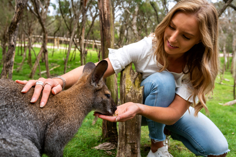 Von Melbourne aus: Naturerlebnis Pinguine und Wildtiere