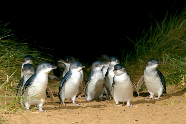 Depuis Melbourne : Expérience de la nature avec les pingouins et la faune