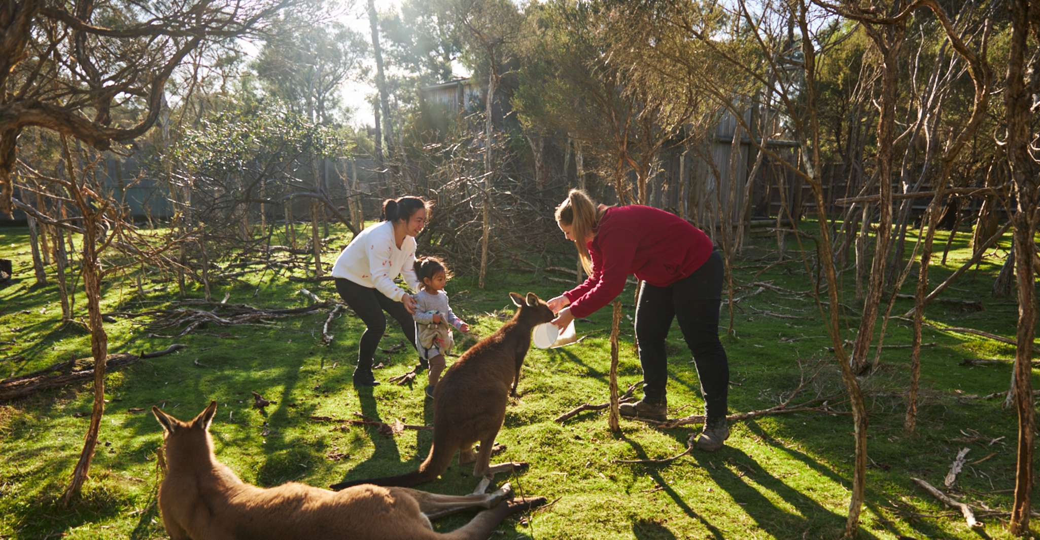 From Melbourne, Penguins and Wildlife Nature Day Tour - Housity