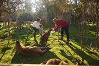From Melbourne, Penguins and Wildlife Nature Day Tour - Housity