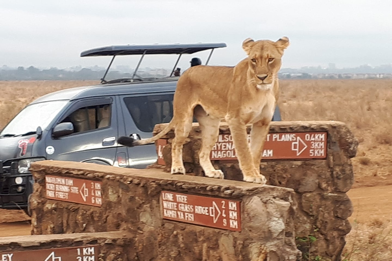 Visita guiada al Parque Nacional de NairobiRecorrido de caza en Jeep 4X4 Land Cruiser -Techo abierto