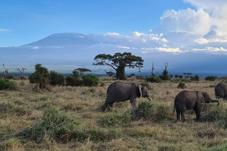 Amboseli nationalpark: Guidad heldagsturSafari i Amboselis nationalpark med avgifter, lunch och besök hos masajerna