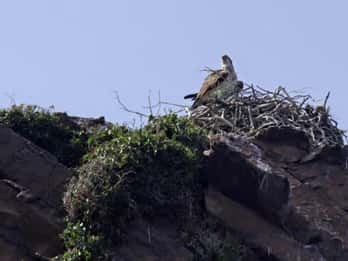 Cargèse: Les Calanques De Piana