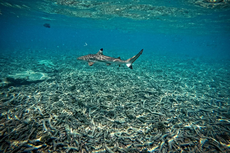 Ko Tao: Vintage Boat-Small Group Snorkeling Day Trip w/Meals