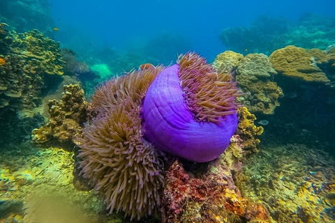 Ko Tao: Vintage Boat-Small Group Snorkeling Day Trip w/Meals