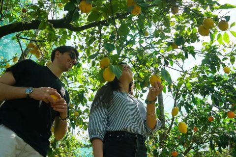 Sorrento: Lemon Experience with Harvesting and Tasting Tour