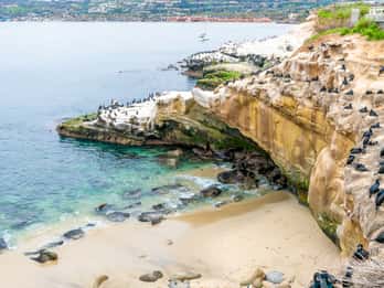 O melhor de La Jolla em uma excursão a pé - Saboreie, aprecie e admire o mar