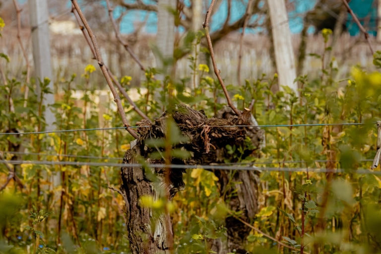 Ab Bordeaux: Private Weintour durch Saint-Emilion