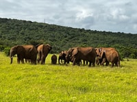 Addo Elefante Park Safari día completo y excursión de la costa - Hizvo