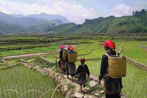 3-dniowy trekking Sapa z lokalnym przewodnikiem, zakwaterowaniem u rodziny i posiłkami