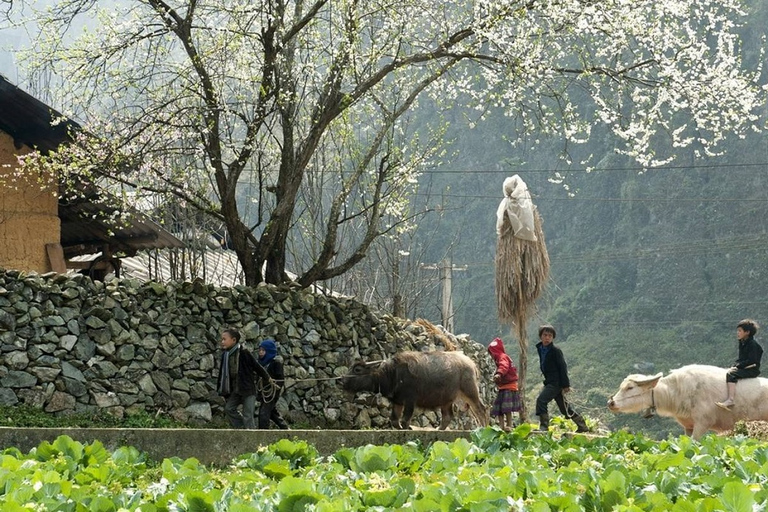 Trekking de 3 jours à Sapa avec guide local, hébergement et repas