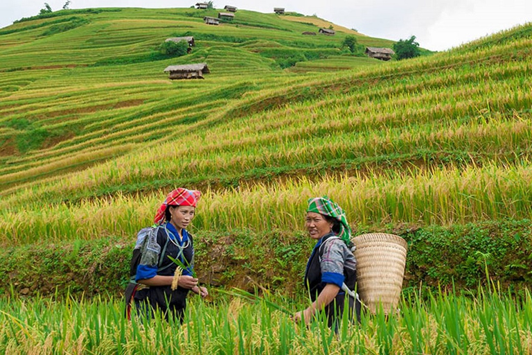 3-dniowy trekking Sapa z lokalnym przewodnikiem, zakwaterowaniem u rodziny i posiłkami