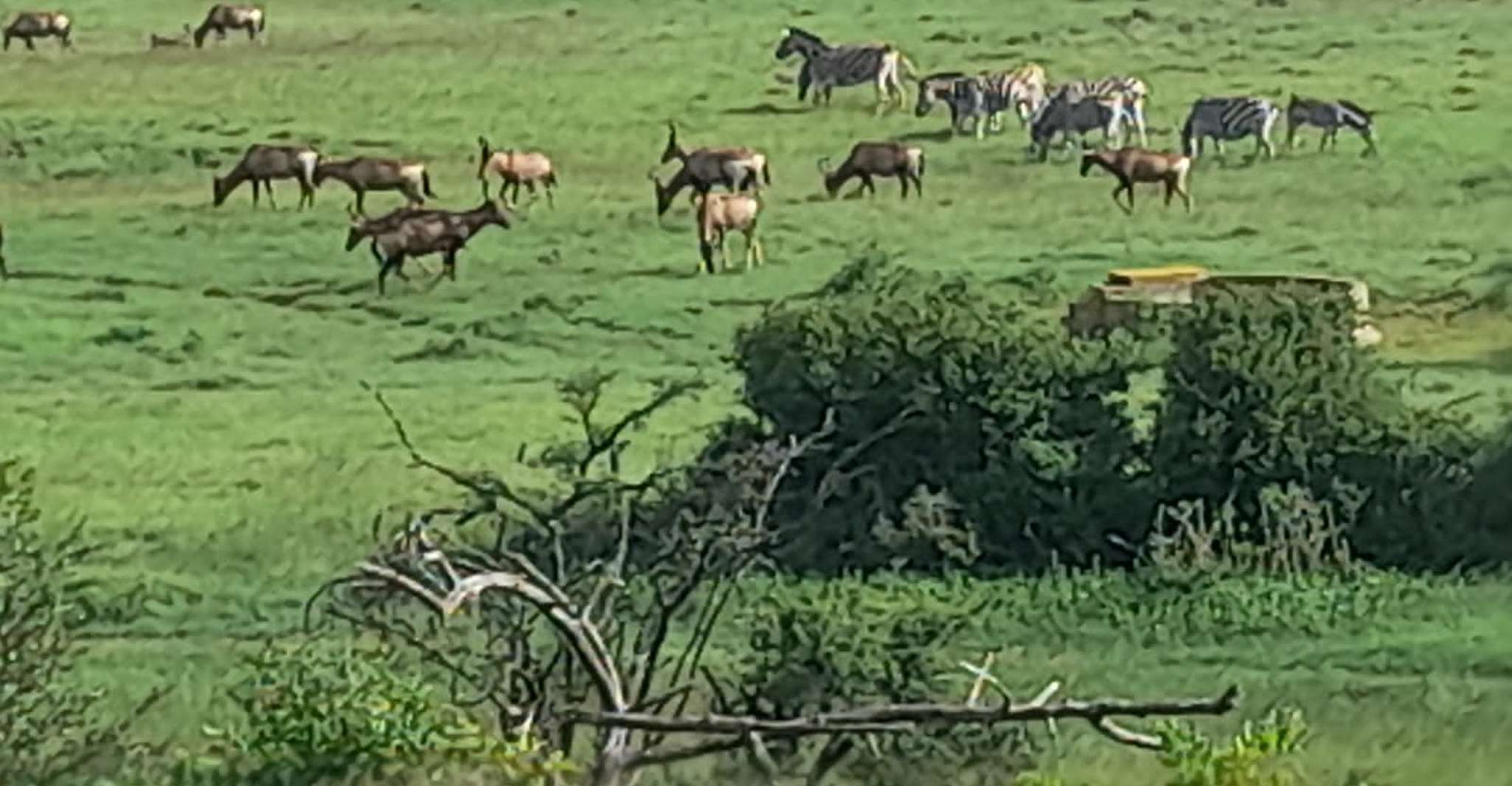 Addo Elephant Park Journée complète Safari et Excursion sur le rivage - Hizvo