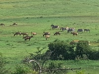 Addo Elefante Park Safari día completo y excursión de la costa - Hizvo