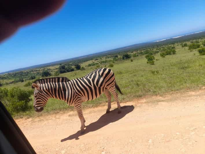 Addo Elephant Park Full Day Safari And Shore Excursion | GetYourGuide